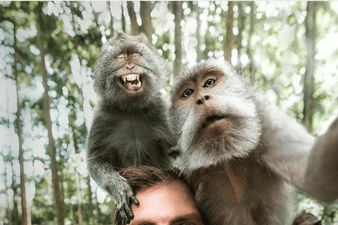 Ubud: Natura in primo piano, fauna selvatica, altalena e cascata