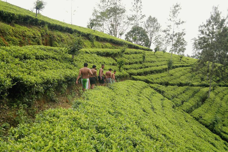 From Kandy To Secret Sri Lankan: Nature, Tea & Gems Day Tour
