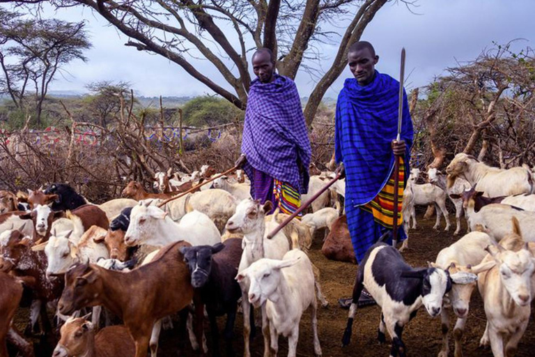 Maasai Sereniteit: Ontspannende dagtrip in Arusha