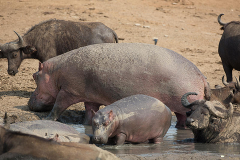 6 Days Uganda Primate & Big Game Safari Experience