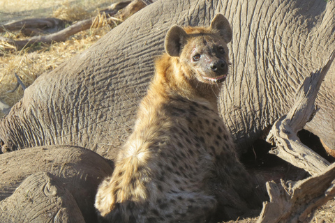 Victoria Falls & Chobe: 3-Day Safari with Cruise & Meals