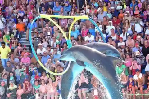 Sharm El Sheikh: Swimming With Dolphin & Show