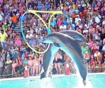 Sharm El Sheikh: Swimming With Dolphin & Show