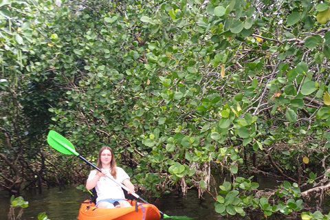 UZI ISLAND MANGROVE CONSAVATION WITH KAYAK TOUR PRIVATE TOUR WITH TRANSFER INCLUDED
