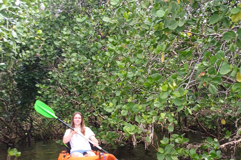 UZI ISLAND MANGROVE CONSAVATION WITH KAYAK TOUR PRIVATE TOUR WITH TRANSFER INCLUDED