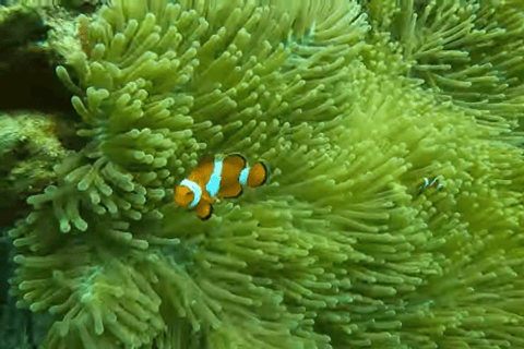 宿务：跳岛游佩斯卡多尔岛、沙丁鱼游和海龟天堂