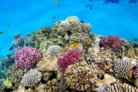 ZANZÍBAR: isla de la Prisión, natación en cuevas y Laguna Azul