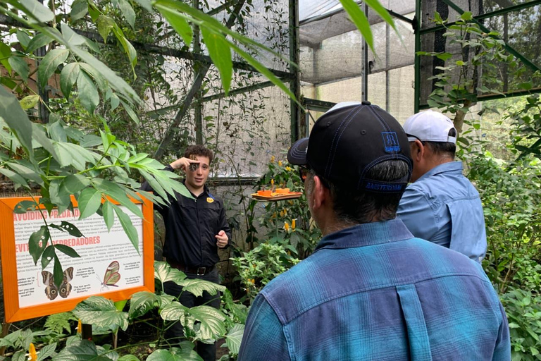 Boquete Butterfly House: Panama's Largest Butterfly Exhibit