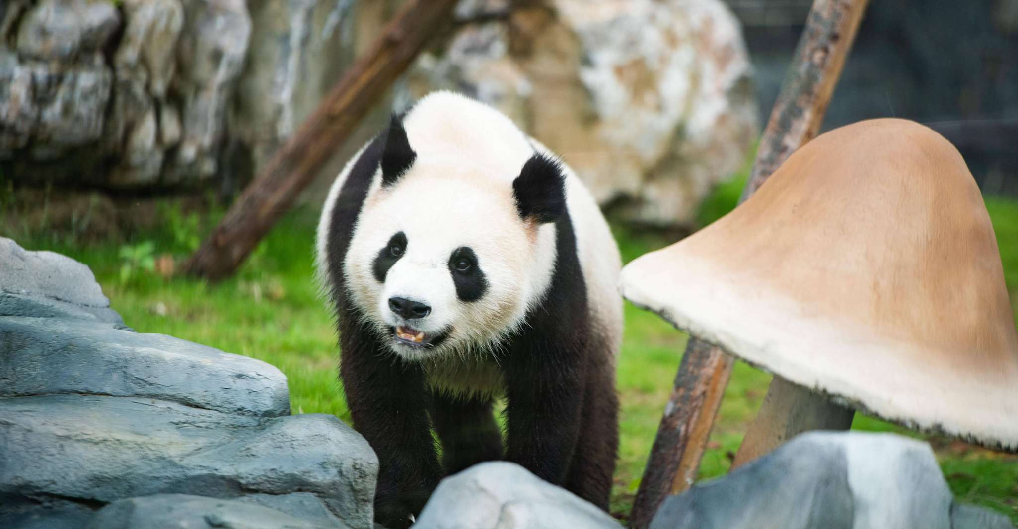 Chengdu Panda Breeding Center tour option panda keeper - Housity