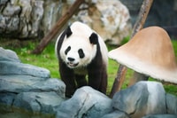 Chengdu Panda Breeding Center tour option panda keeper - Housity