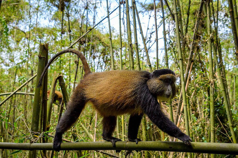 From Kigali: 1 Day Golden Monkey Trek in Volcanoes NP