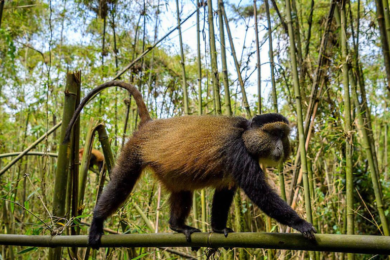 From Kigali: 1 Day Golden Monkey Trek in Volcanoes NP