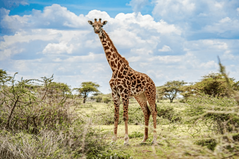Nairobi: park narodowy, sierociniec dla słoni i centrum żyraf