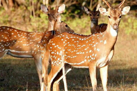 Kandy: Mahiyangana, Dambana, Sorabora Tank, & Wasgamuwa Tour