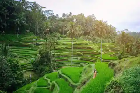 UBUD : Rizière, temple de l'eau bénite et chutes d'eau