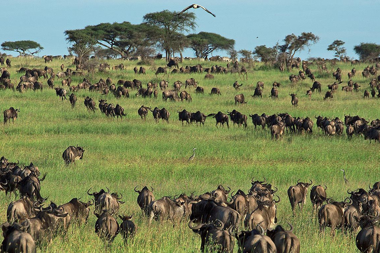Arusha: Safari di 6 giorni per la migrazione dei grandi gnu