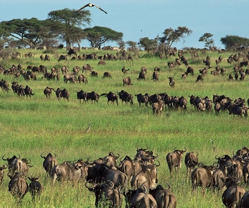 Arusha: 6-Day Great Wildebeest Migration Safari