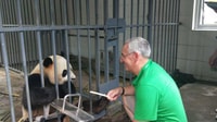 Volontario di Wolong o Dujiangyan Panda Base di Dujiangyan - Housity