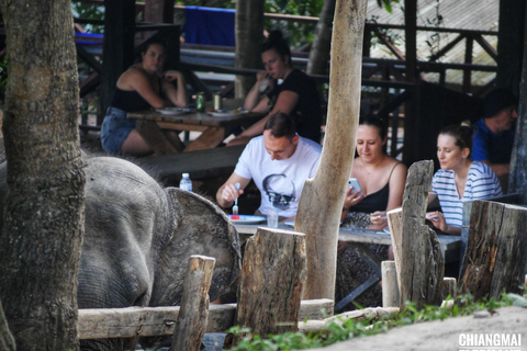 Esperienza esclusiva di mezza giornata con gli animali giganti della famiglia