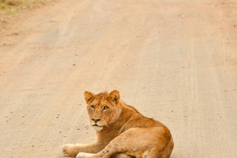 Da Cidade do Cabo ao Kruger: Safári de 3 dias no Parque Kruger