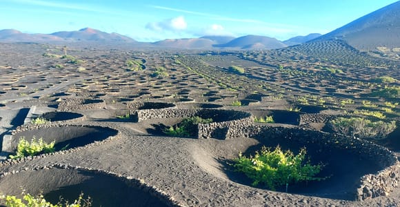 La Geria: Pleasure Hike through the Wine Region with Wine Tasting