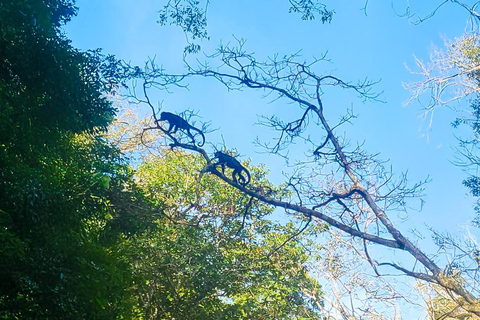 Panama: Tour dell'habitat della giungla delle scimmie e dei bradipi a Panama