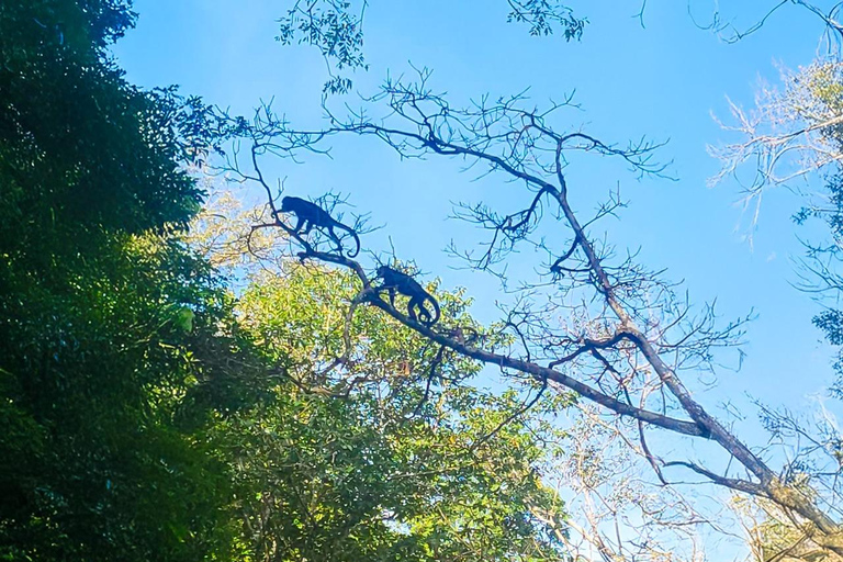 Panama: Tour dell'habitat della giungla delle scimmie e dei bradipi a Panama