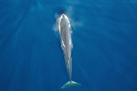 Costa Adeje Exclusive Cat 3 hrs. Trip Whales and Dolphins