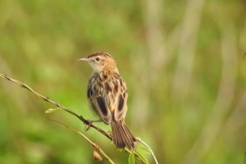 Vogelbeobachtung in Kochi