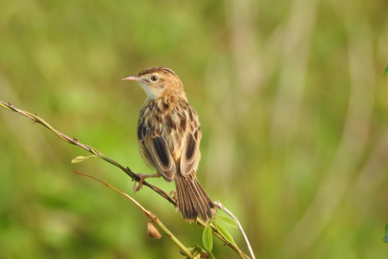 Vogelbeobachtung in Kochi