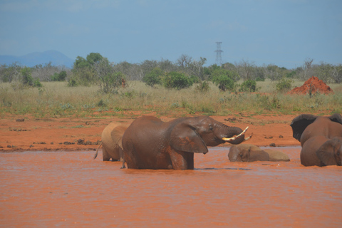 De Mombasa/Diani: Safari de 2 dias no Parque Nacional Tsavo Este