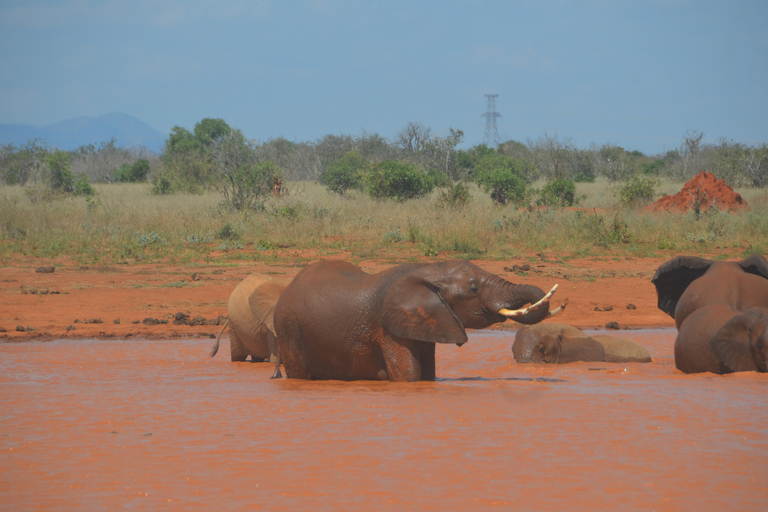 Från Mombasa/Diani: 2-dagars safari i Tsavo East National Park