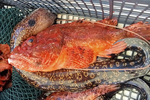Jeddah: Private Deep Sea Fishing & Bayada Island Reef Swim