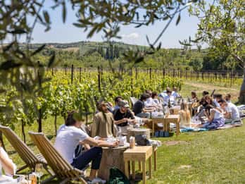 Vineyard Tour and Winery Visit with Tasting of Wines of Romagna