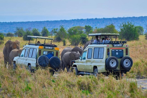 From Moshi/Arusha: Tarangire National Park Day Trip