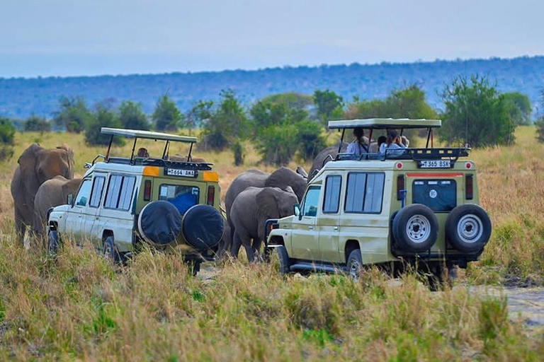 From Moshi/Arusha: Tarangire National Park Day Trip