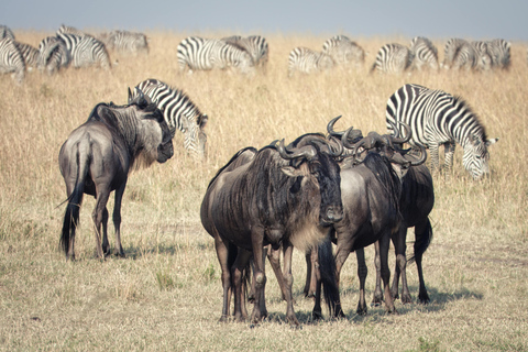 Livingstone : demi-journée d&#039;aventure au parc national de Mosi-oa-TunyaLivingstone : excursion d&#039;une demi-journée au parc national Mosi-oa-Tunya