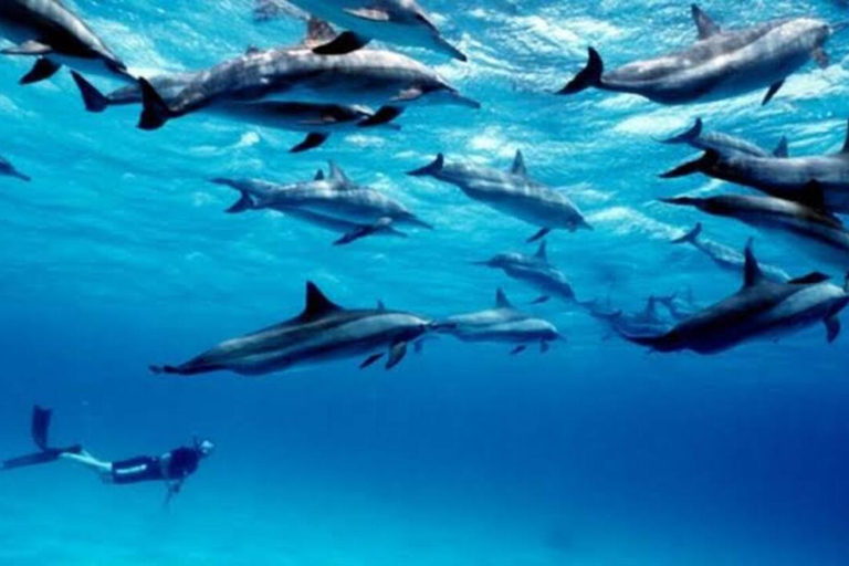 Zanzibar: Privat delfinsafari och snorkling i MnembaDet här alternativet inkluderar upphämtning och avlämning på hotellet