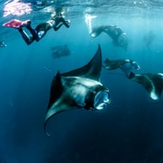 Nusa Penida: Snorkeling with Manta Ray & Colorful Reefs