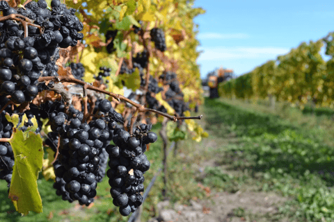 Christchurch: Waipara Wine Trail with Lunch Included
