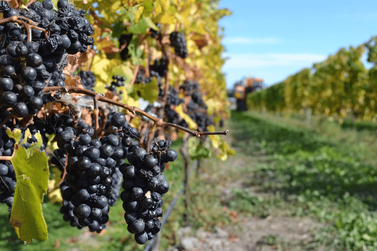 Christchurch: Waipara Wine Trail with Lunch Included
