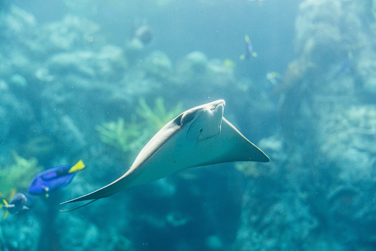 Acuario del Pacífico, LA: ticket sin colas en la taquilla