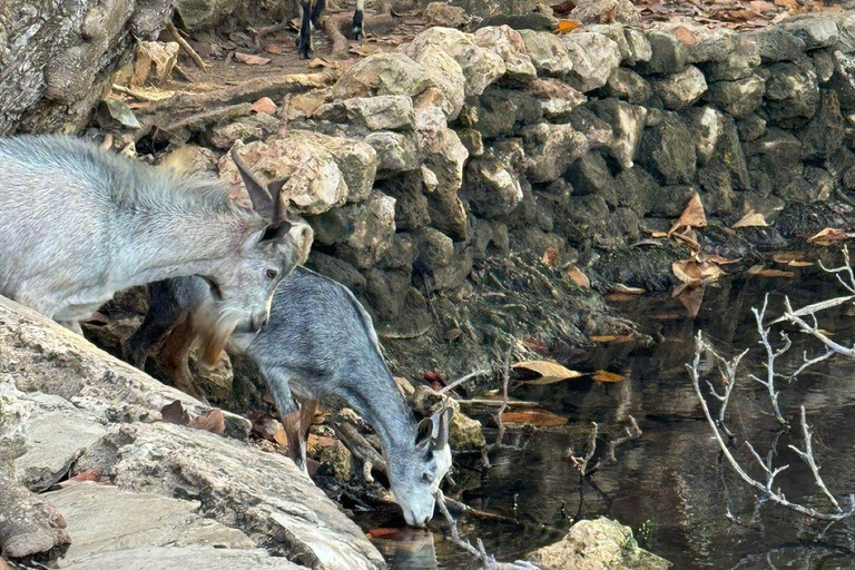 Aruba: Naturalny basen, jaskinie i przygoda jeepem na plaży dla dzieci