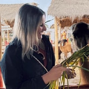 Cusco: Awana Kancha Alpaca Farm and Cristo Blanco Tour | GetYourGuide