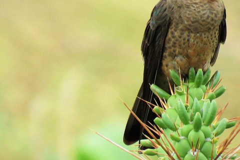 Cusco: Tour de observación de aves en la laguna Huacarpay con desayuno