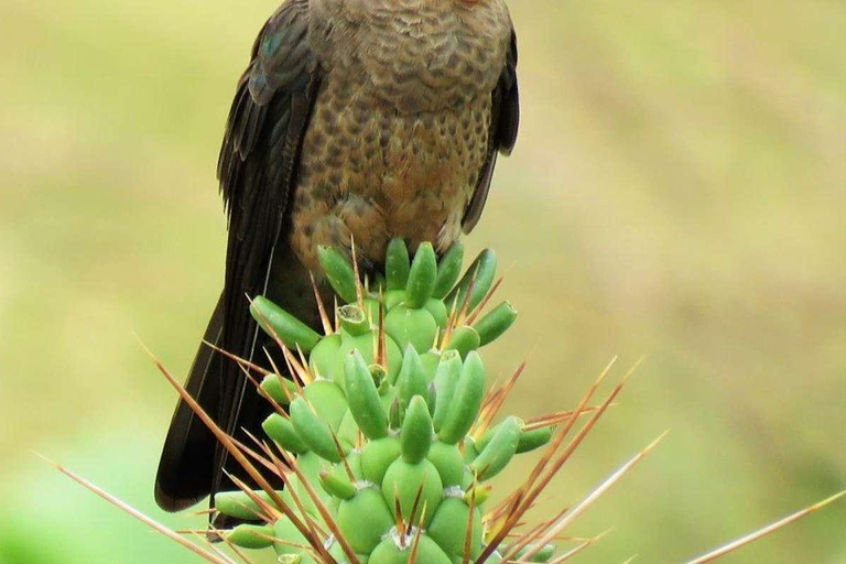 Cusco: Tour de observación de aves en la laguna Huacarpay con desayuno