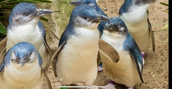 Melbourne: Phillip Island Private Tour with Penguin Parade