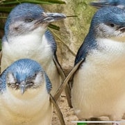 Melbourne: Phillip Island Private Tour with Penguin Parade