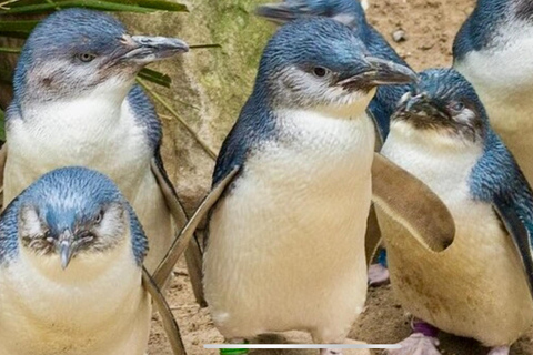 Melbourne: Phillip Island Private Tour with Penguin Parade