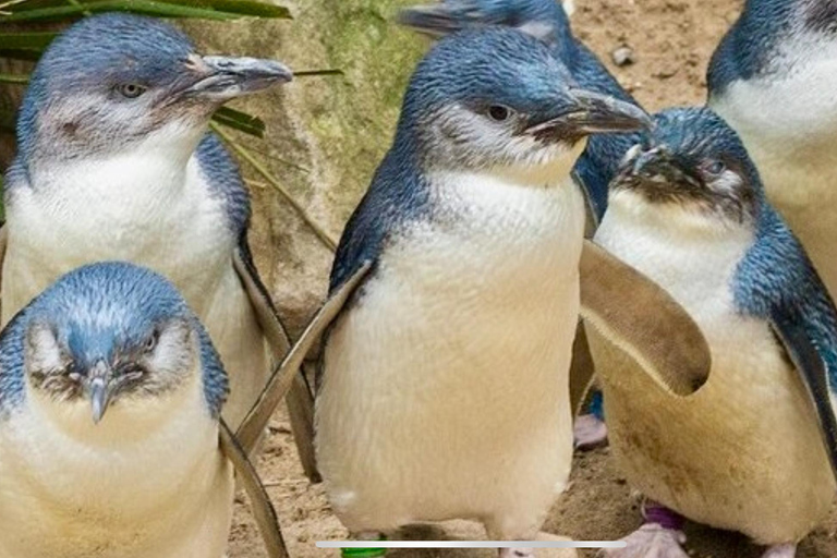 Melbourne: Phillip Island Private Tour with Penguin Parade